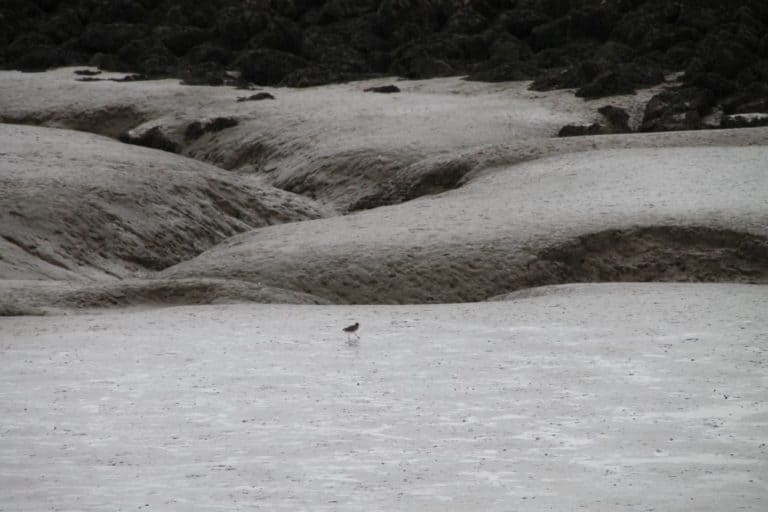 Inghilterra, Morecambe – uccello, ottobre 2013
