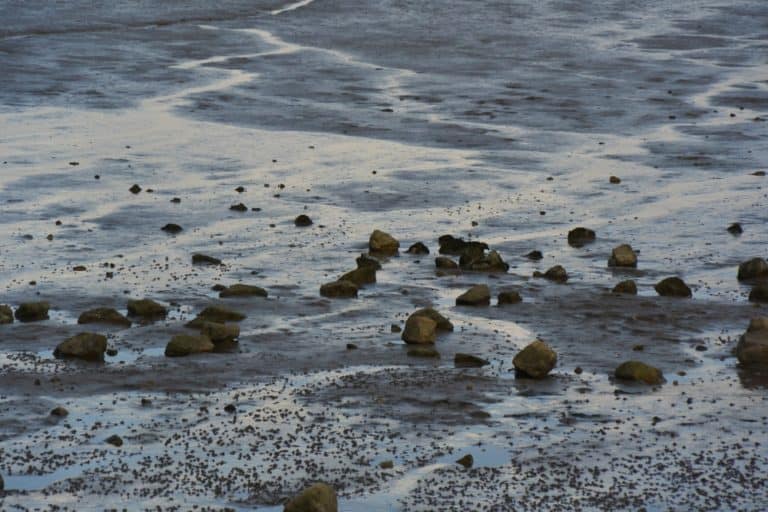 Morecambe – riflusso, Nov.2015