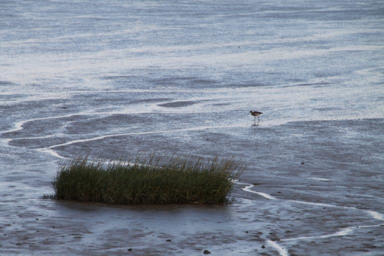 Morecambe – uccello, Nov.2015