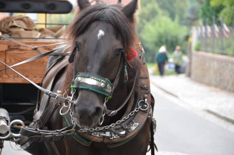 Moritzburg – black horse, Sept.2015