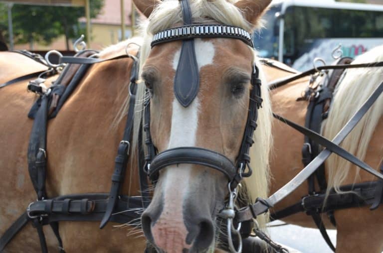 Moritzburg – brown horse, Sept.2015