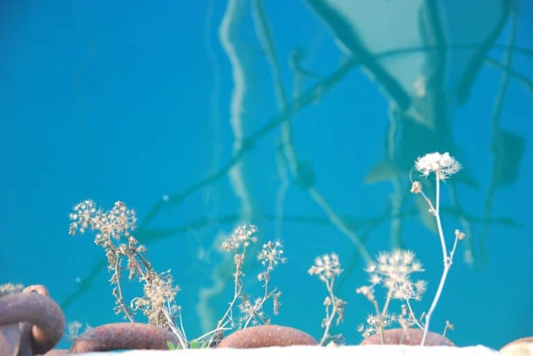 Italy, Muggia – flowers, Feb. 2014 (Trieste)