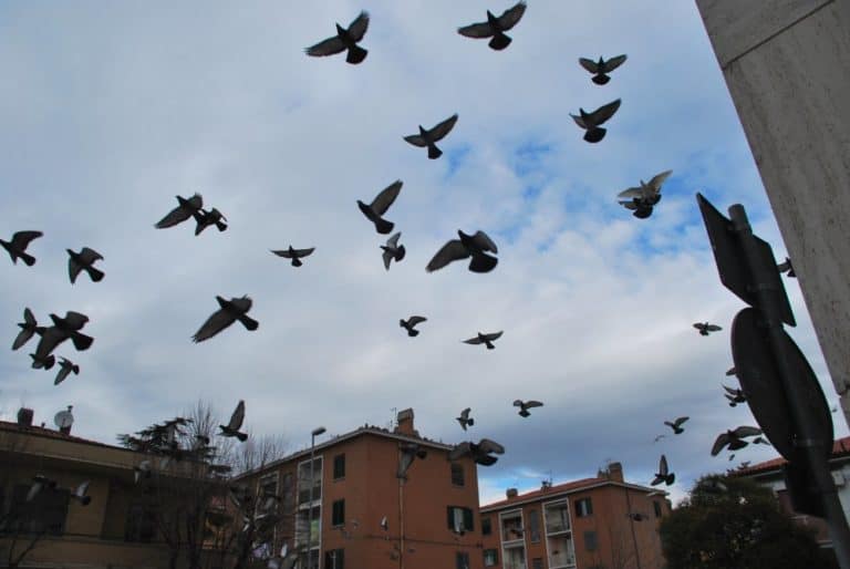 Italy, Muggia – birds, Feb. 2014 (Trieste)