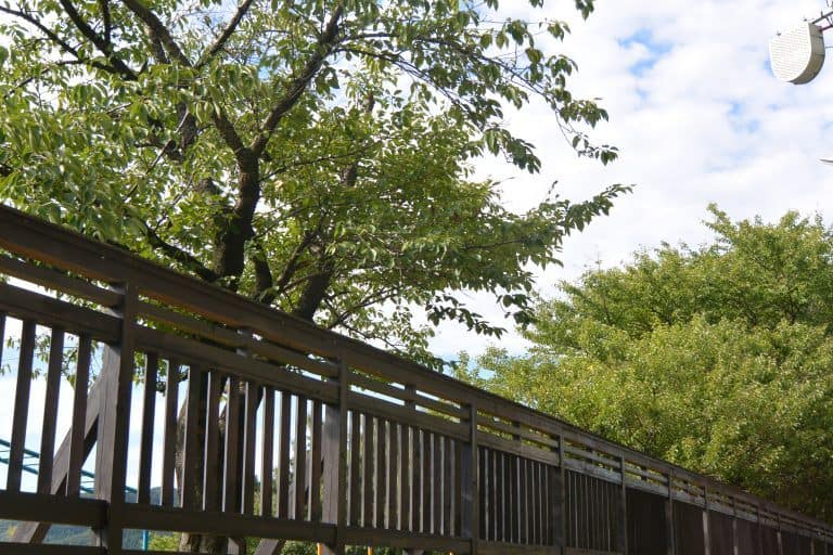 Murakami (13) (新潟県)