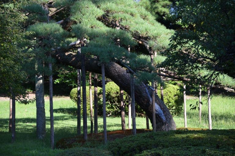 Murakami (31) (Niigata)