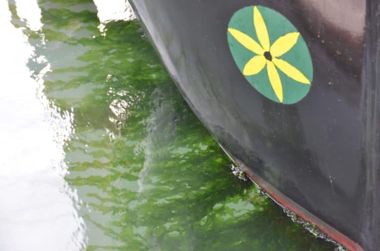 Murano – alga marina, Ott.2015 (Venezia)
