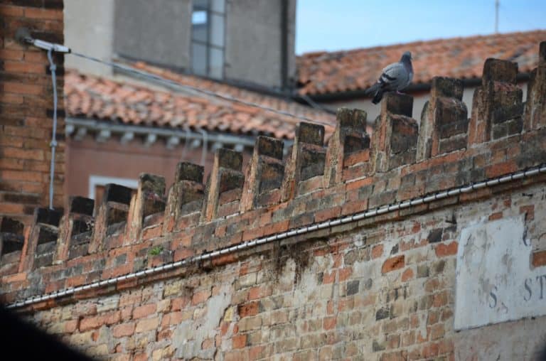 Murano – piccione, Ott.2015 (Venezia)