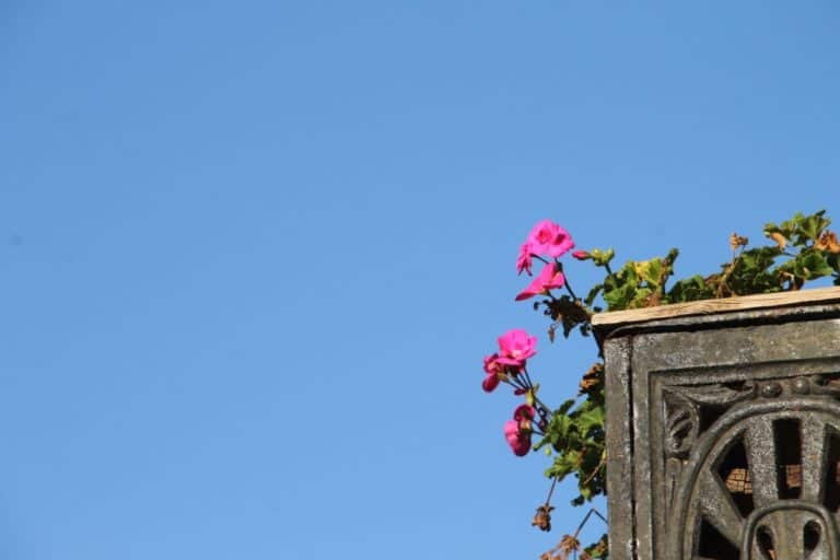 Murano – flowers, Oct.2015 (Venecia)