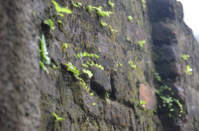 Vietnam, My Son – leaves from the wall, Jan.2015 (My Son)