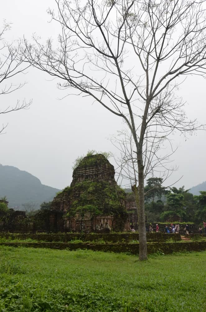 Vietnam, My Son – ruin and tree, Jan.2015 (My Son)