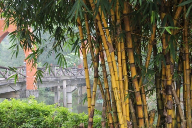 Vietnam, My Son – bamboo, Jan.2015 (My Son)