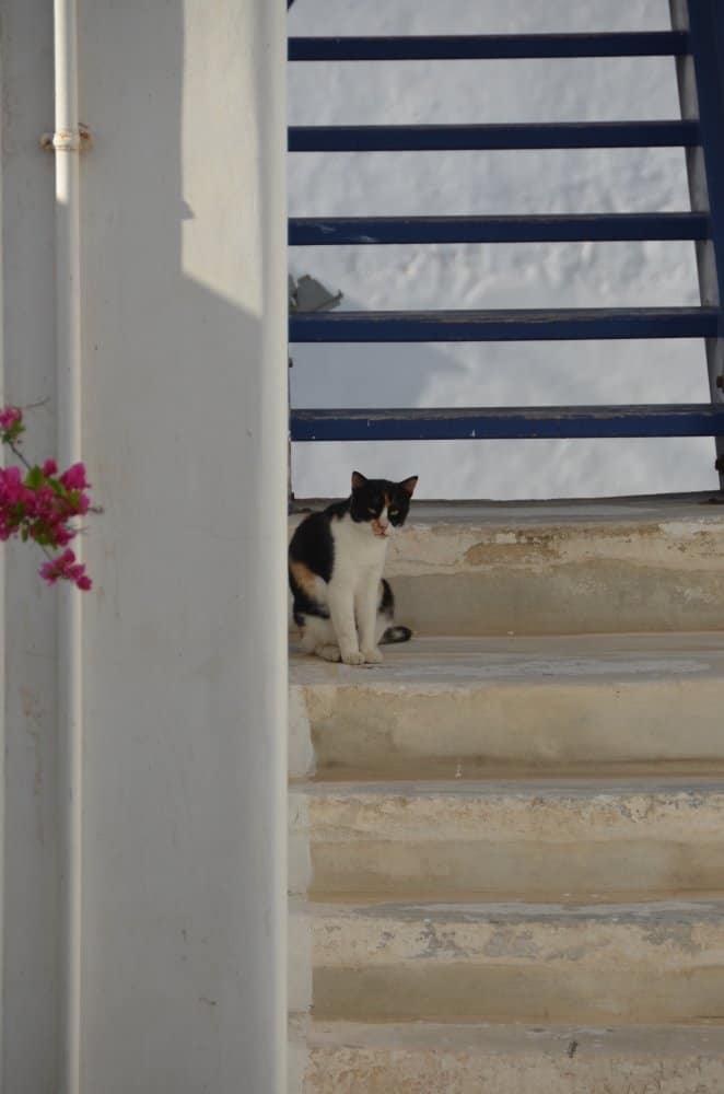 Grecia, Mykonos – gatto e scale, settembre 2013 (Mykonos)