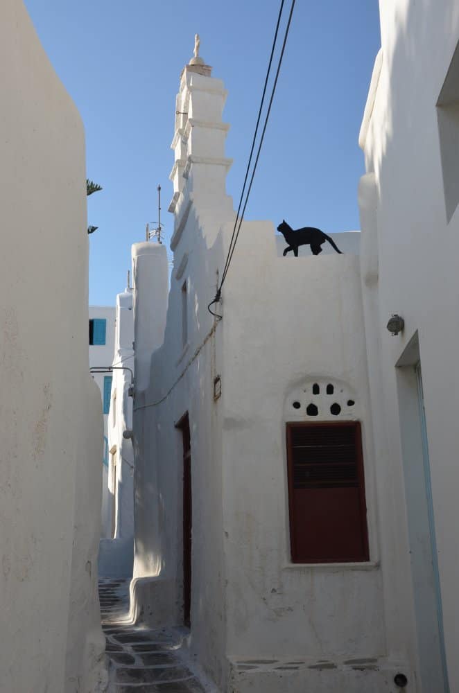 Grecia, Mykonos – gatto nero, settembre 2013 (Mykonos)