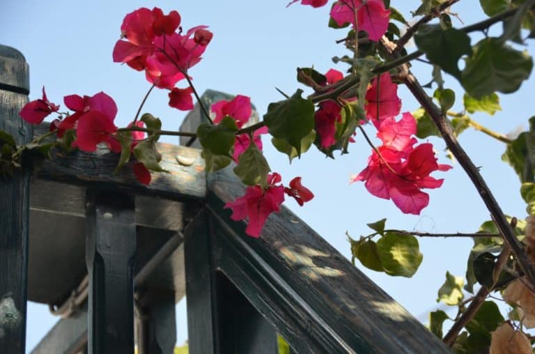 Grecia, Mykonos – fiori, settembre 2013 (Mykonos)
