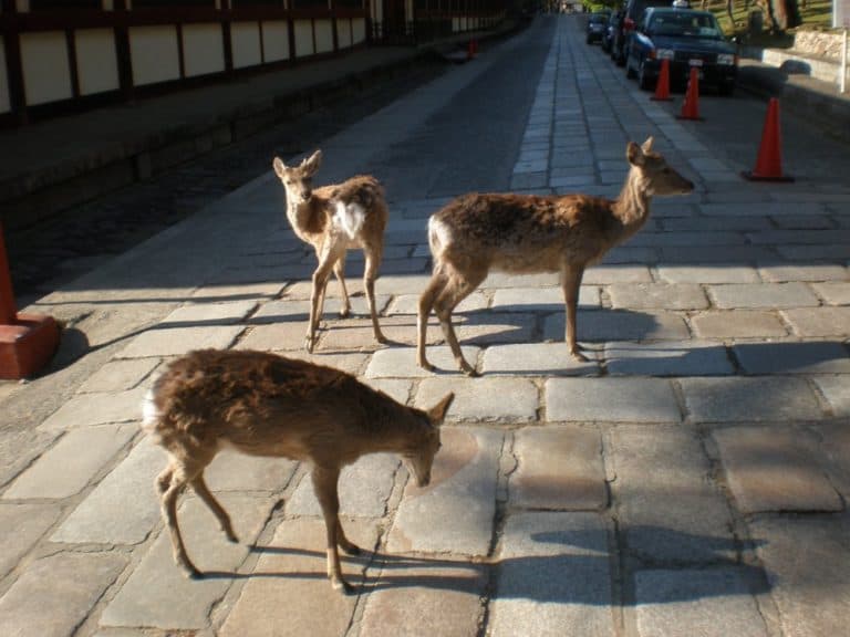 日本、奈良－静かに路上-2013年4月 (奈良)