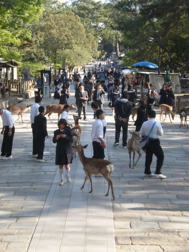 日本、奈良－人々とシカ-2013年4月 (奈良)
