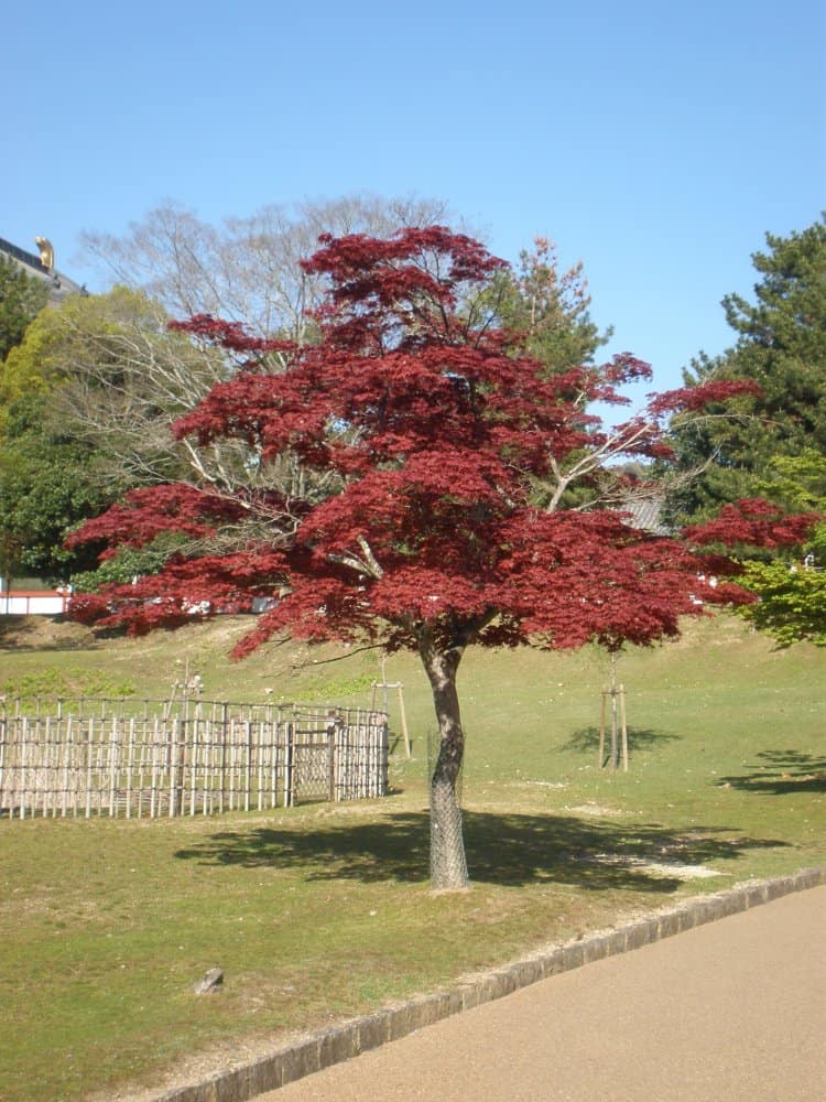 Japan, Nara – red in nature, Apr. 2013 (Nara)