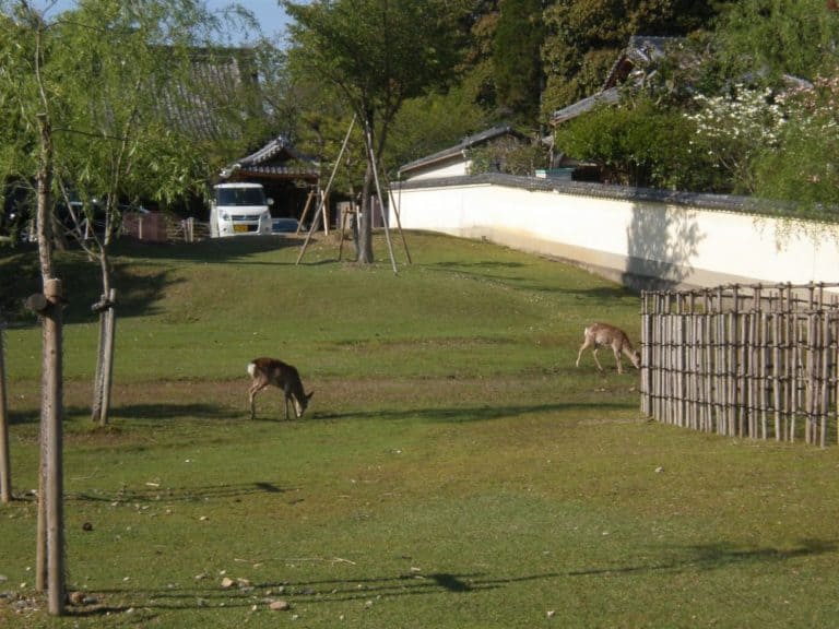 Japan, Nara – fawns and car, Apr. 2013 (Nara)