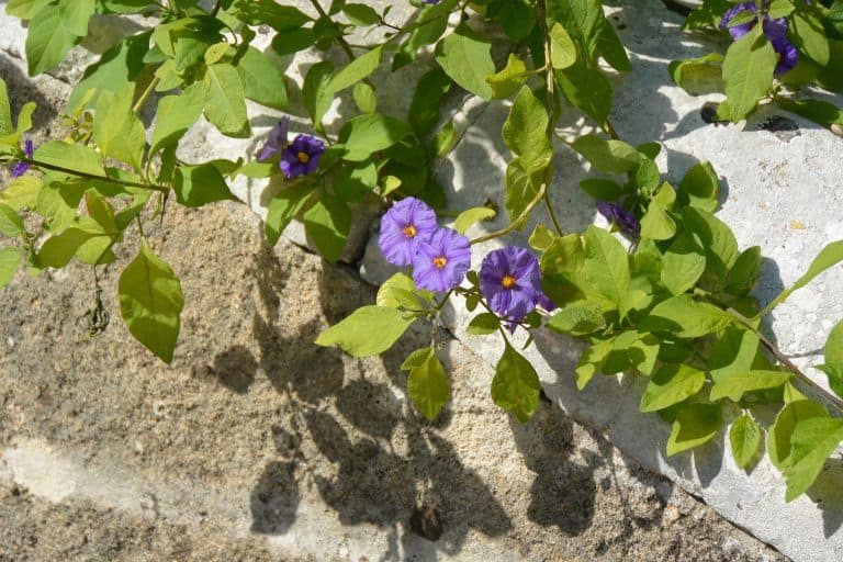 ナルド－花 2017年10月 (プーリア州)