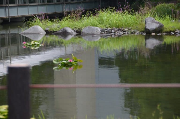 Japan, Ibaraki – pond, Aug.2014