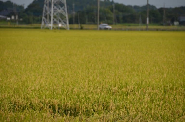 Giappone, Ibaraki – campo di riso, ago. 2014