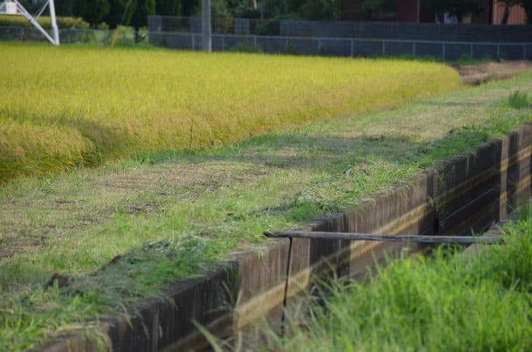 Giappone, Ibaraki – fosso, ago. 2014