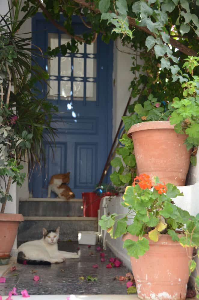 Grecia, Naxos – gatti alla porta, agosto 2013 (Naxos)