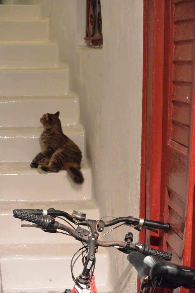 Greece, Naxos – stairs with cat, Aug.2013 (Naxos)