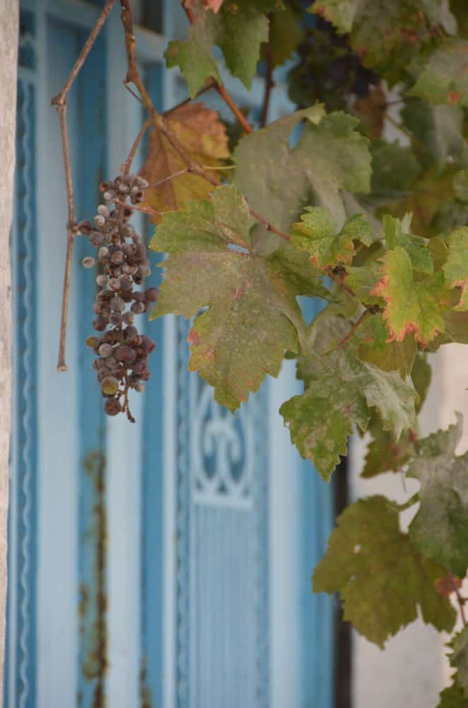 Greece, Naxos, Apiranthos – grape, Aug.2013 (Naxos)