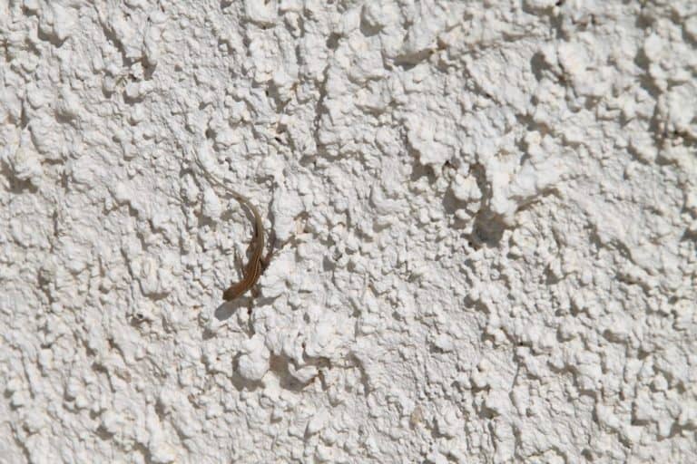 Greece, Naxos, Apiranthos – lizard, Aug.2013 (Naxos)