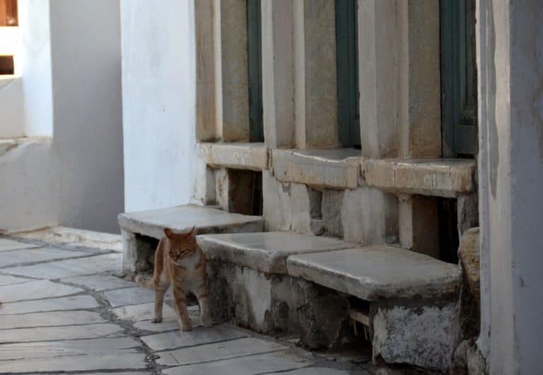 Greece, Naxos, Apiranthos – cat and bench, Aug.2013 (Naxos)