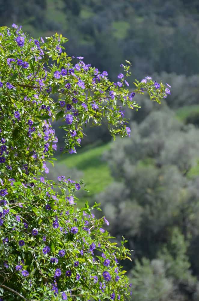Neokhorio – purple flowers, Apr.2015