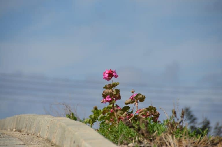 Neokhorio – flower, Apr.2015