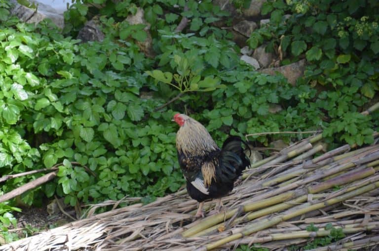 Neokhorio – cock, Apr.2015