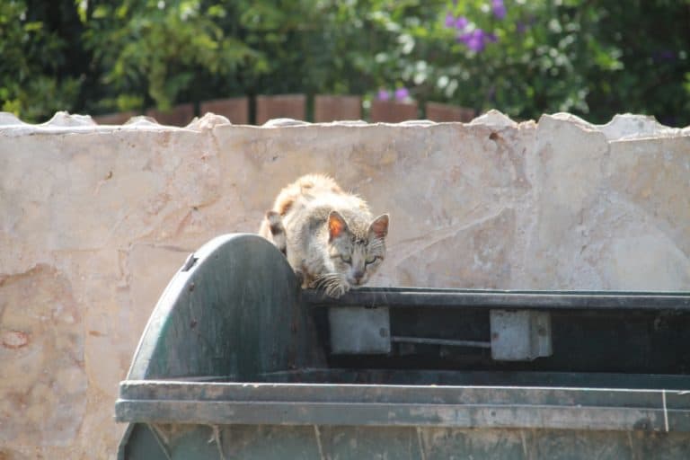 Neokhorio – cat, Apr.2015