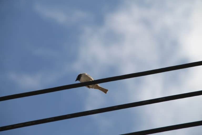 Neokhorio – bird, Apr.2015