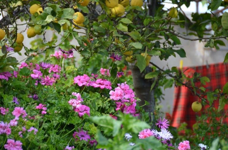 Neokhorio – pink flowers, Apr.2015