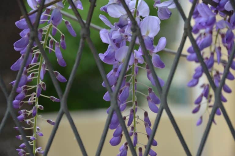 town – wisteria, Mar.2015 (Nicosia)