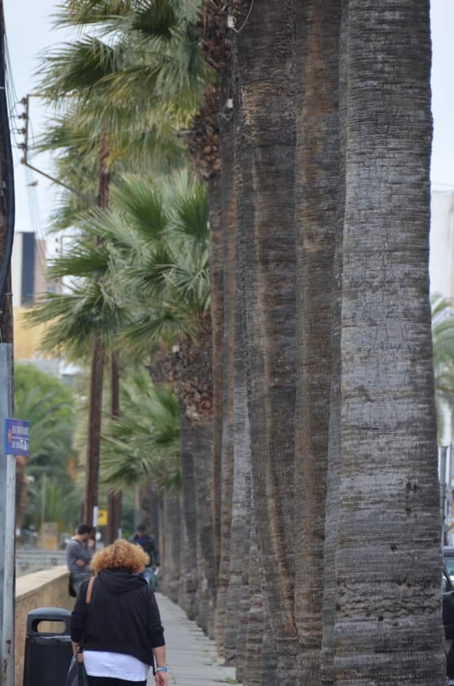 town – row of palm tree, Mar.2015 (Nicosia)