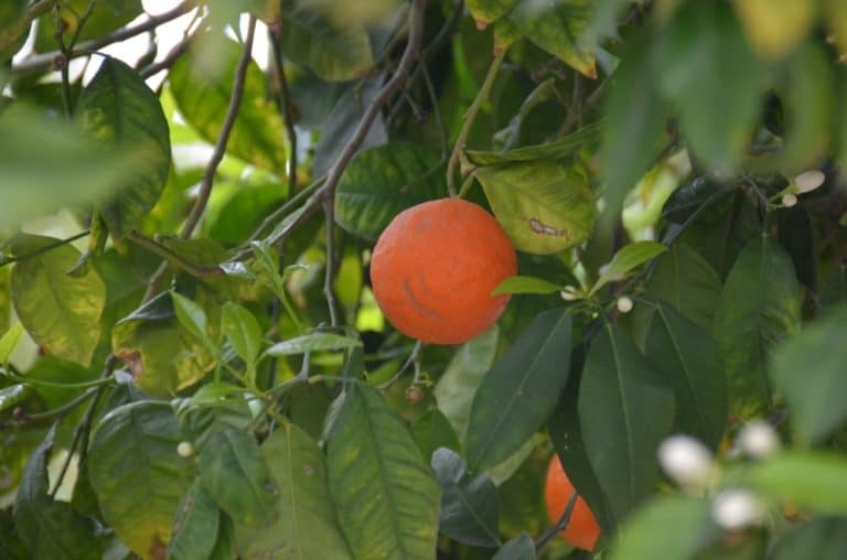 town – orange, Mar.2015 (Nicosia)