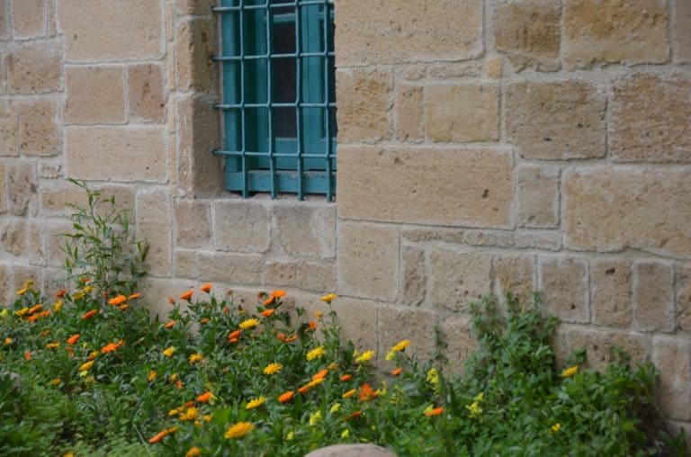 town – window and flowers, Mar.2015 (Nicosia)