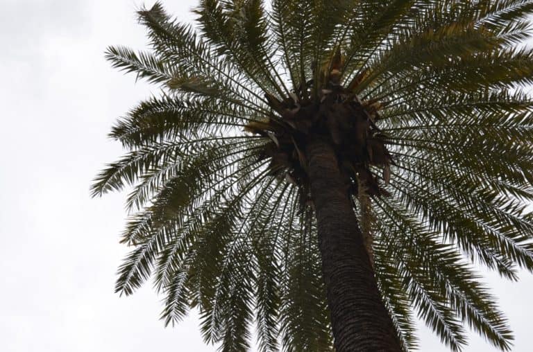 town – palm tree, Mar.2015 (Nicosia)