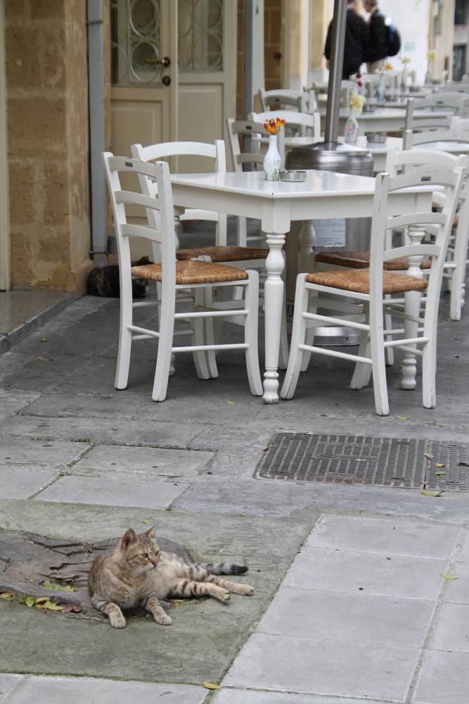 town – cat, Mar.2015 (Nicosia)