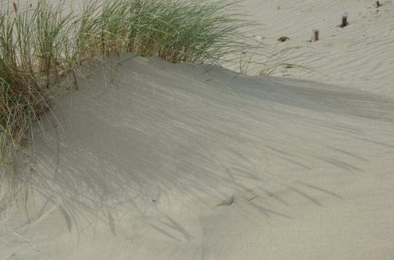 Lithuania, Nida – shadow of grass, Sept.2014 (Nida)