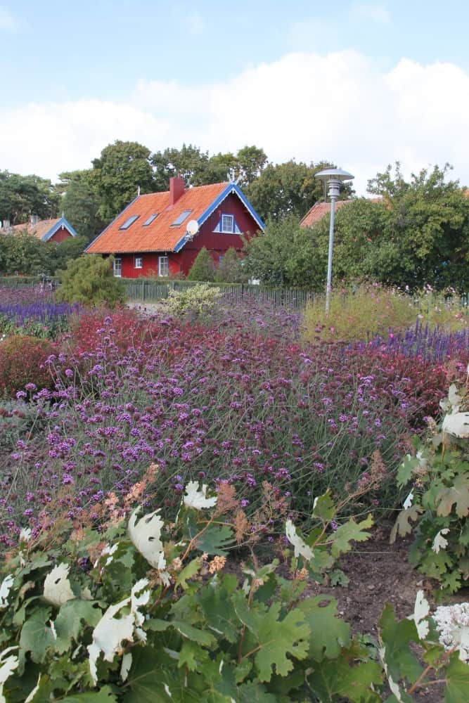 Lithuania, Nida – flower garden, Sept.2014 (Nida)