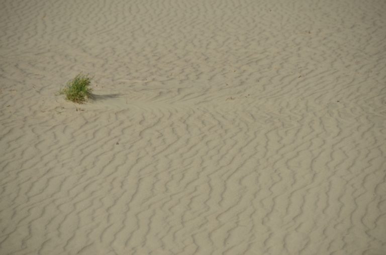 Lithuania, Nida – pattern on sand, Sept.2014 (Nida)