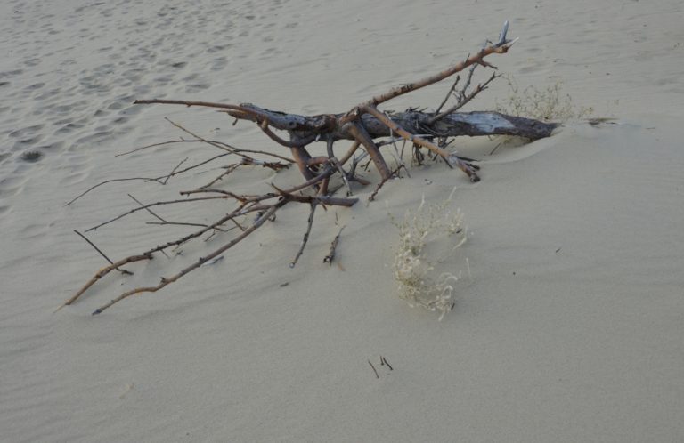 Lithuania, Nida – branch in sand, Sept.2014 (Nida)