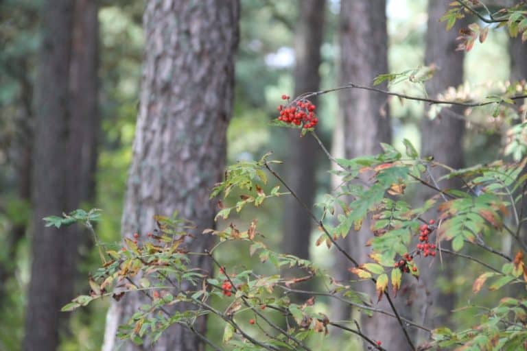 Lithuania, Nida – red berry, Sept.2014 (Nida)
