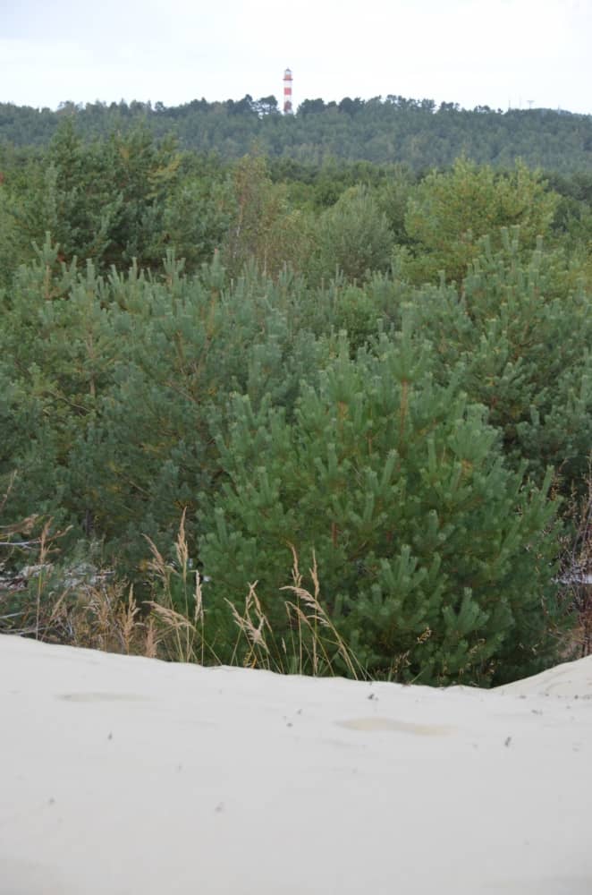 Lithuania, Nida – sand, forest and chimney, Sept.2014 (Nida)