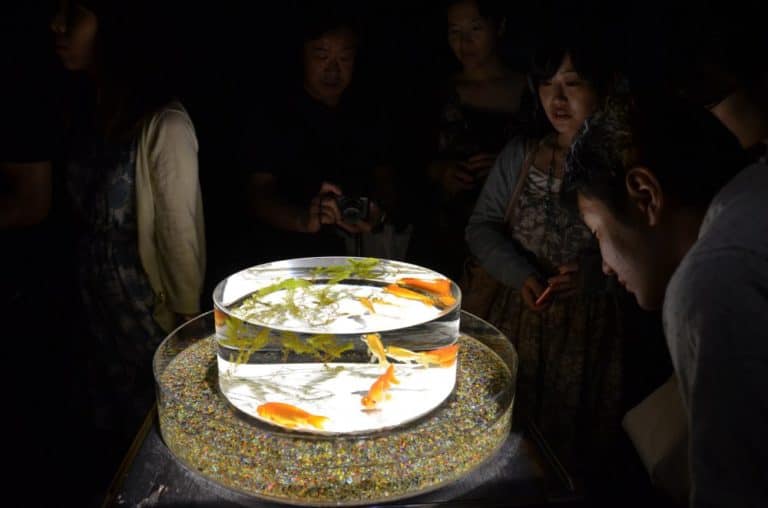 日本、東京－金魚９ 2014年8月 (東京)